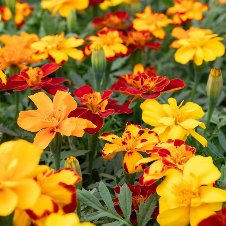 Marigold Plant 'Durango Select Mixed'
