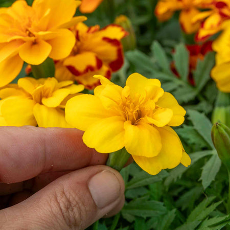 Marigold Plant 'Durango Select Mixed'