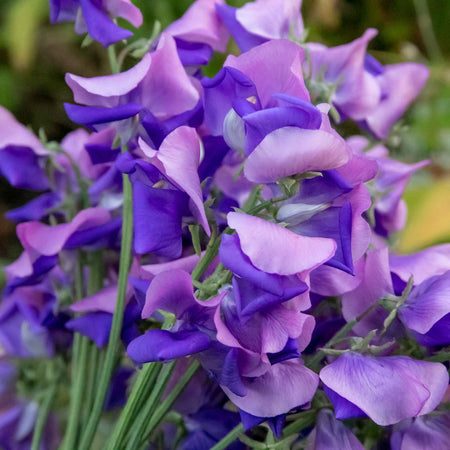 Sweet Pea Plant 'Erewhon'