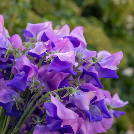 Sweet Pea Plant 'Erewhon'