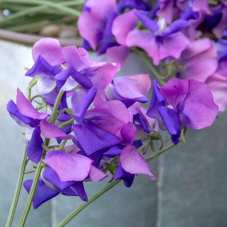 Sweet Pea Plant 'Erewhon'