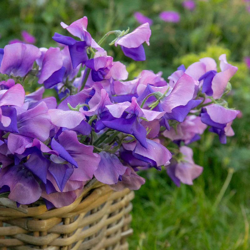 Sweet Pea Plant 'Erewhon'