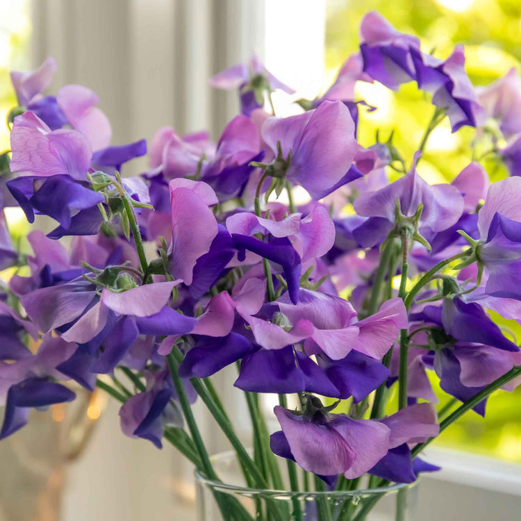 Sweet Pea Plant 'Erewhon'