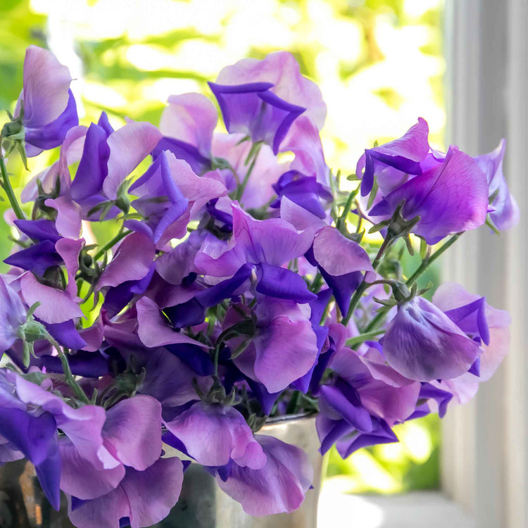 Sweet Pea Plant 'Erewhon'