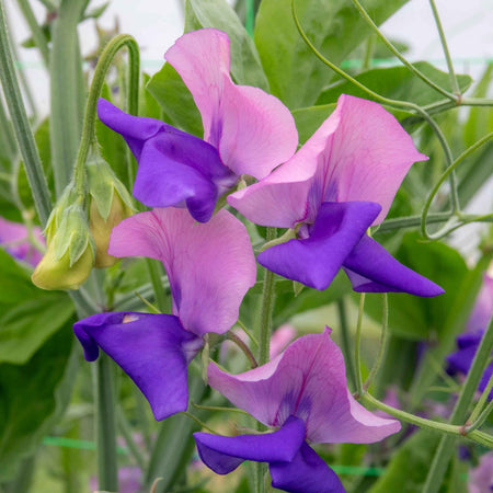 Sweet Pea Plant 'Erewhon'