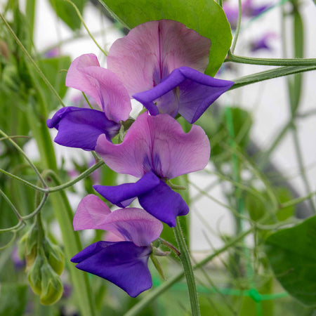 Sweet Pea Plant 'Erewhon'