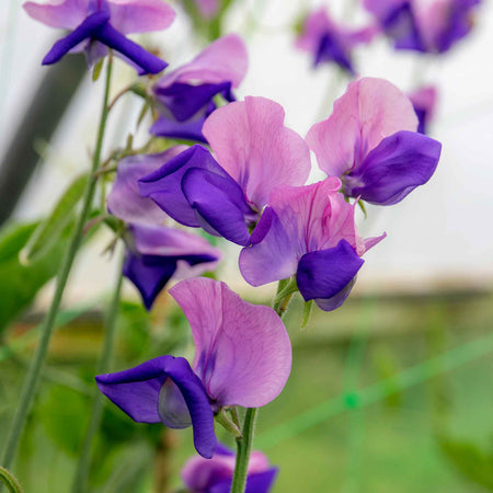 Sweet Pea Plant 'Erewhon'