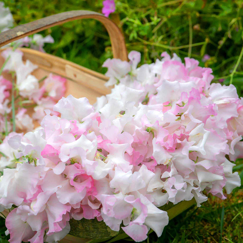 Sweet Pea Plant 'Anniversary'