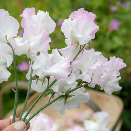 Sweet Pea Plant 'Anniversary'