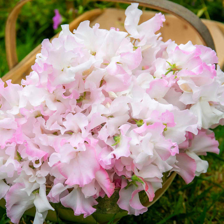 Sweet Pea Plant 'Anniversary'