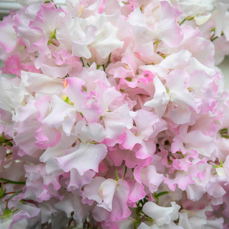 Sweet Pea Plant 'Anniversary'