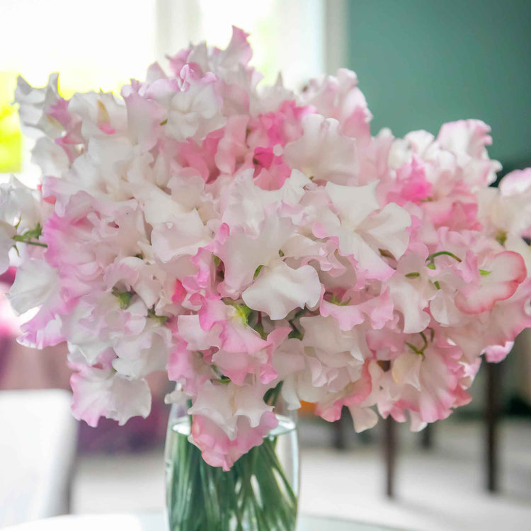 Sweet Pea Plant 'Anniversary'