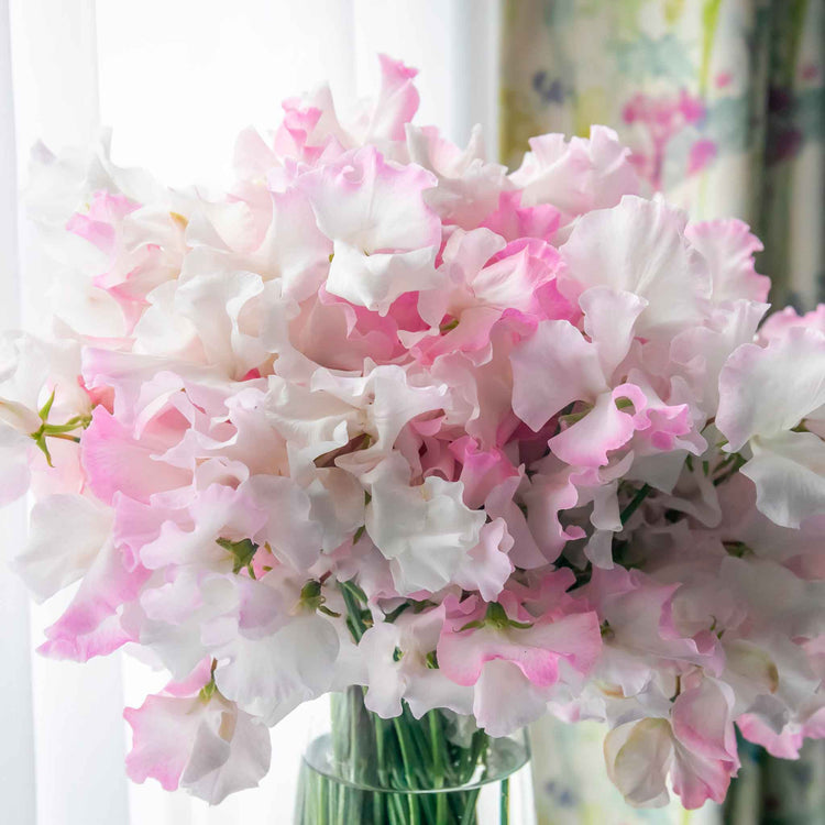 Sweet Pea Plant 'Anniversary'