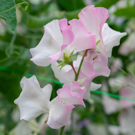 Sweet Pea Plant 'Anniversary'