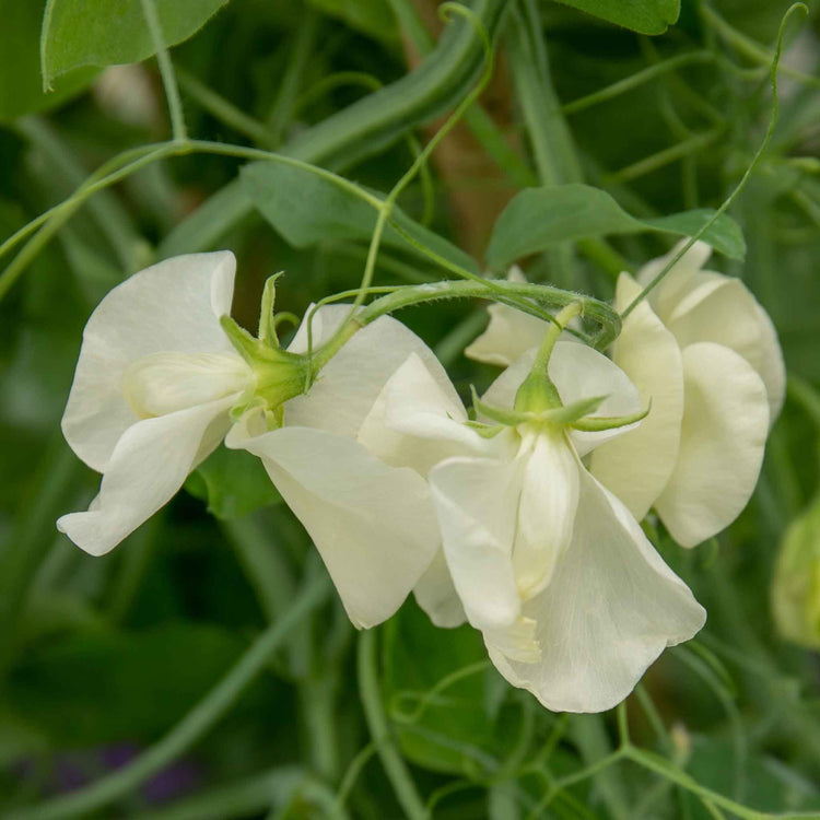 Sweet Pea Plant 'Flower Arranger's Blend'