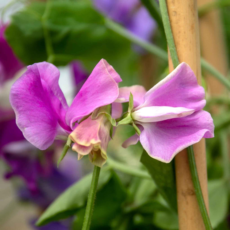 Sweet Pea Plant 'Flower Arranger's Blend'