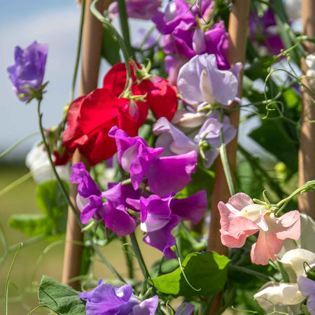 Sweet Pea Plant 'Flower Arranger's Blend'