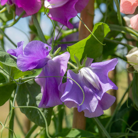 Sweet Pea Plant 'Flower Arranger's Blend'