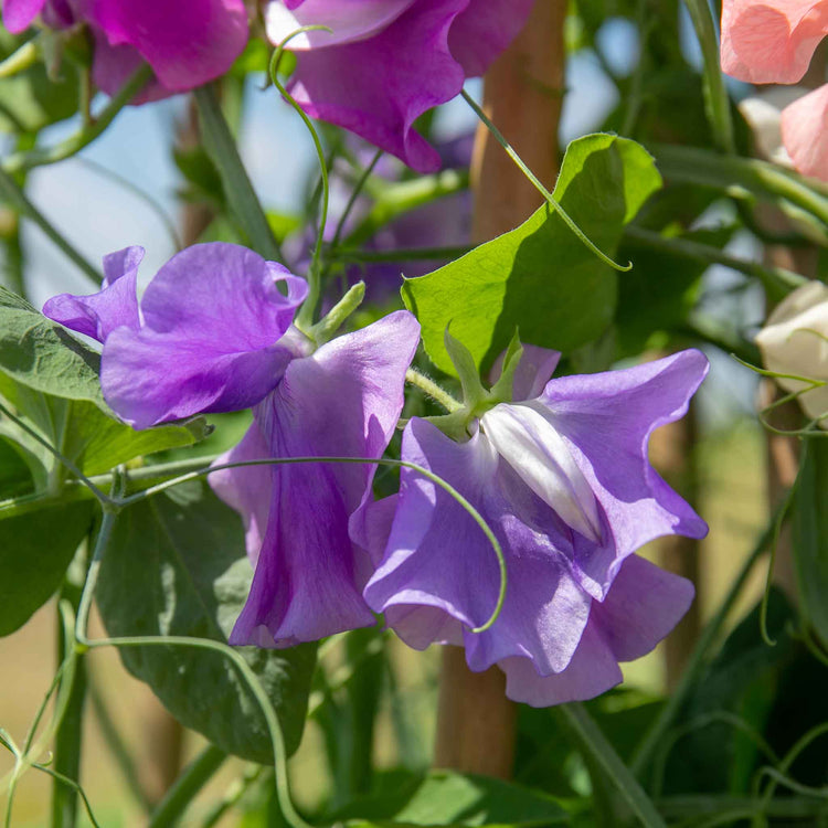 Sweet Pea Plant 'Flower Arranger's Blend'