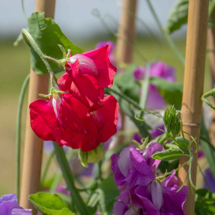 Sweet Pea Plant 'Flower Arranger's Blend'