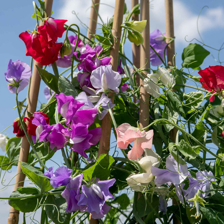 Sweet Pea Plant 'Flower Arranger's Blend'