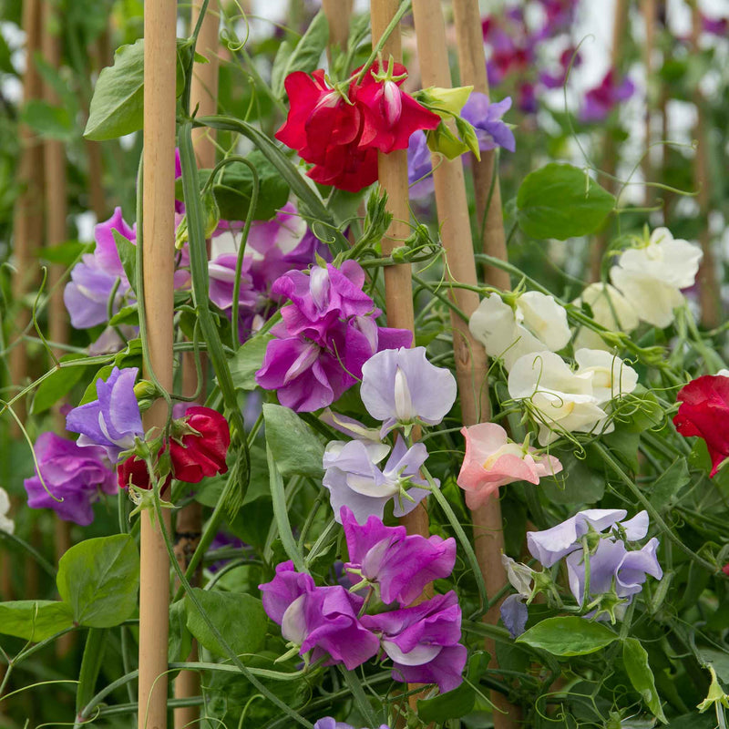 Sweet Pea Plant 'Flower Arranger's Blend'