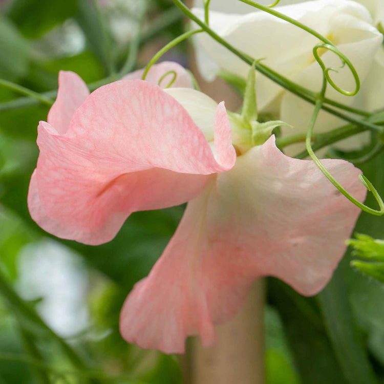 Sweet Pea Plant 'Flower Arranger's Blend'