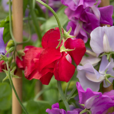 Sweet Pea Plant 'Flower Arranger's Blend'