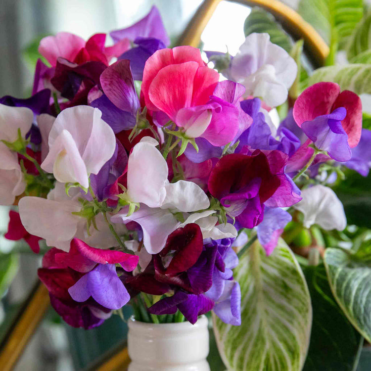 Sweet Pea Plant 'Flower Arranger's Blend'