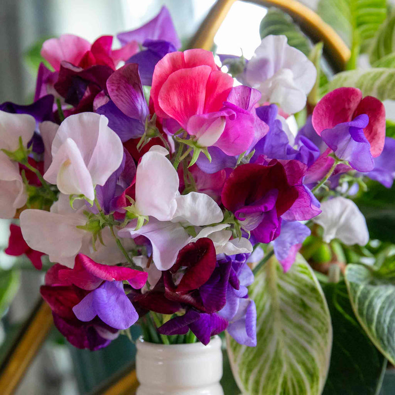 Sweet Pea Plant 'Flower Arranger's Blend'