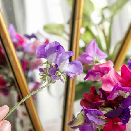 Sweet Pea Plant 'Flower Arranger's Blend'