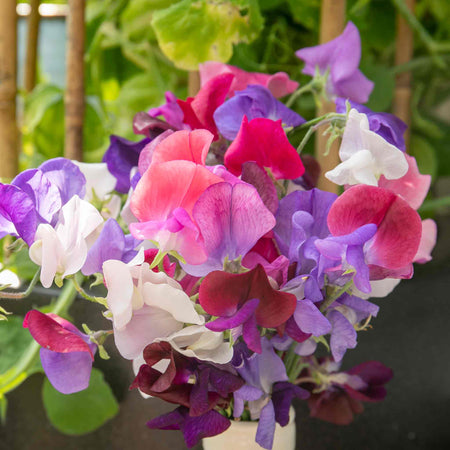 Sweet Pea Plant 'Flower Arranger's Blend'
