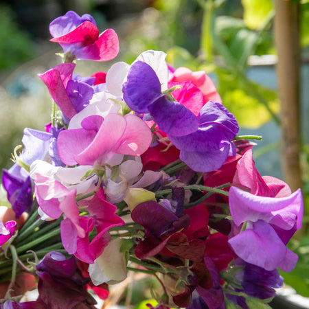 Sweet Pea Plant 'Flower Arranger's Blend'