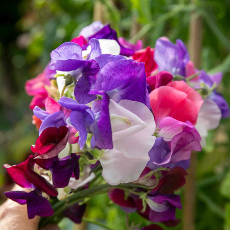 Sweet Pea Seeds 'Flower Arranger's Blend'