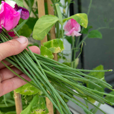 Sweet Pea Plant 'Flower Arranger's Blend'