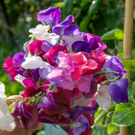 Sweet Pea Plant 'Flower Arranger's Blend'