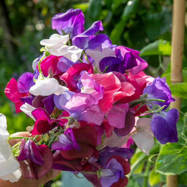 Sweet Pea Plant 'Flower Arranger's Blend'