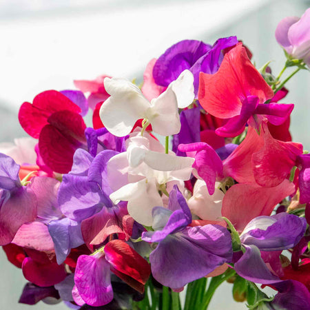 Sweet Pea Plant 'Flower Arranger's Blend'