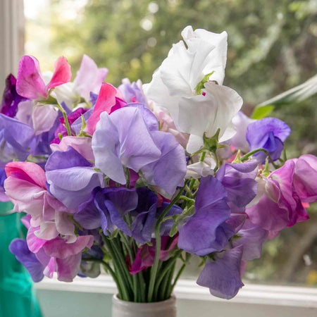 Sweet Pea Plant 'Super Fragrant Collection'