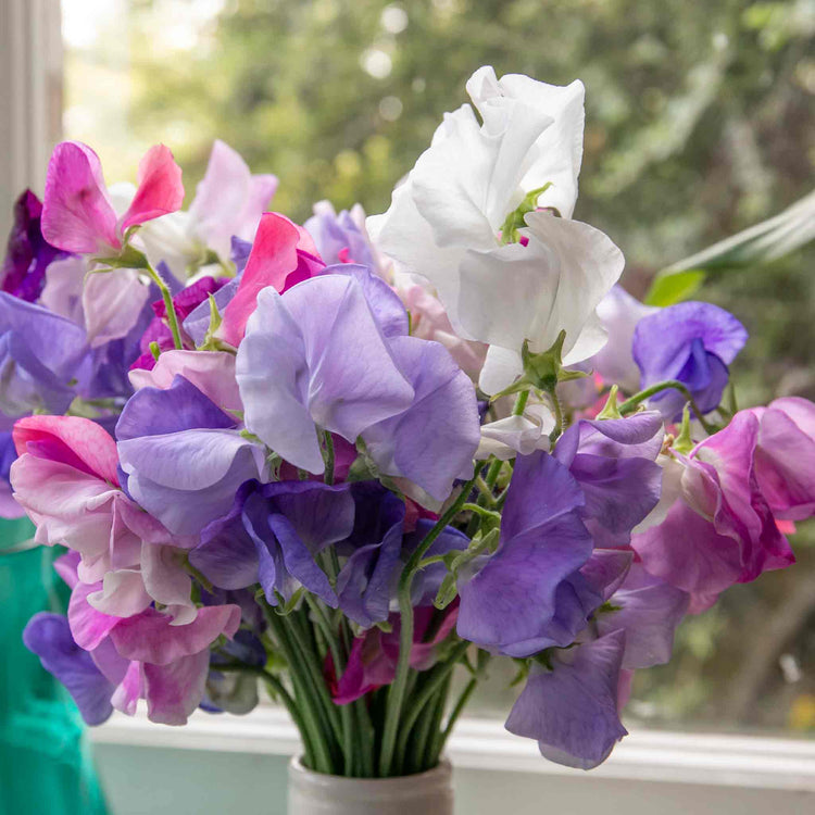 Sweet Pea Plant 'Super Fragrant Collection'