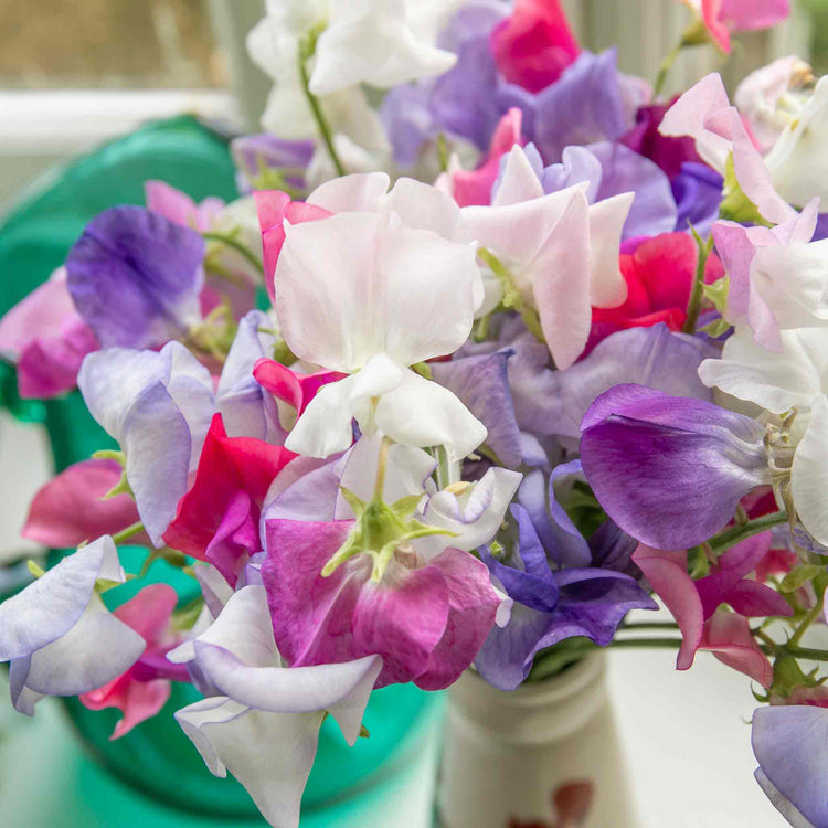 Sweet Pea Plant 'Super Fragrant Collection'