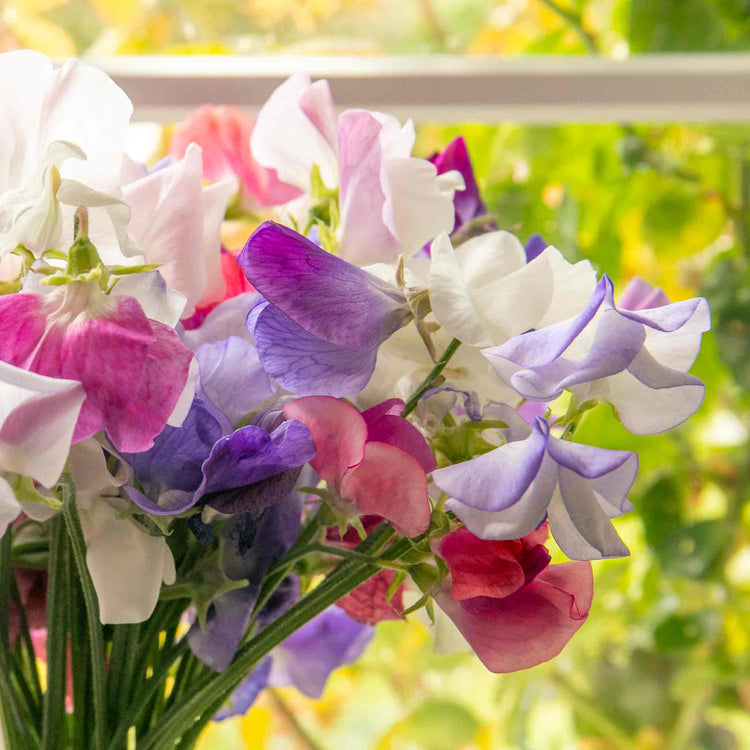 Sweet Pea Plant 'Super Fragrant Collection'