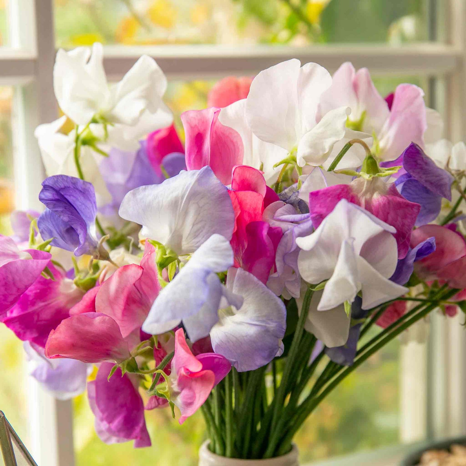 Bouquet of colourful and fragrant sweet peas in a vase with a blurred background.