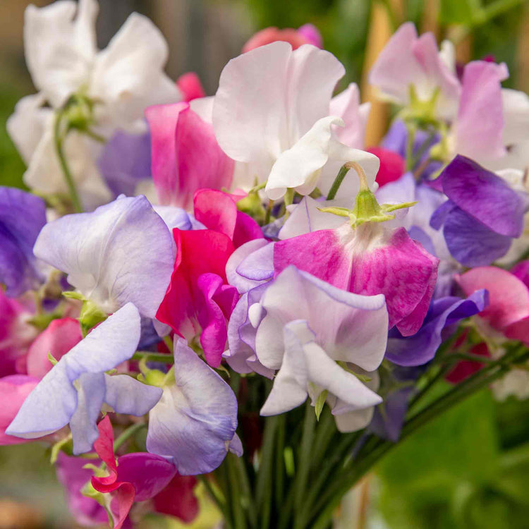 Sweet Pea Plant 'Super Fragrant Collection'