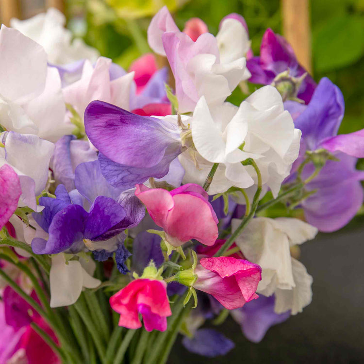 Sweet Pea Plant 'Super Fragrant Collection'