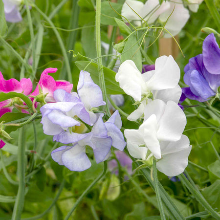 Sweet Pea Plant 'Super Fragrant Collection'