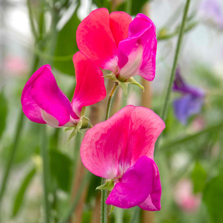 Sweet Pea Raspberry Sweet Pea Plant 'Super Fragrant Collection' | Marshalls Garden