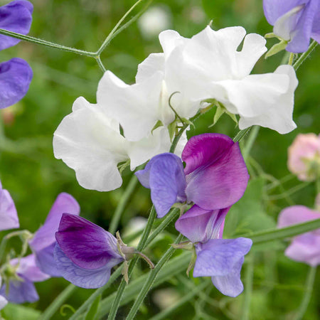 Sweet Pea Plant 'Super Fragrant Collection'