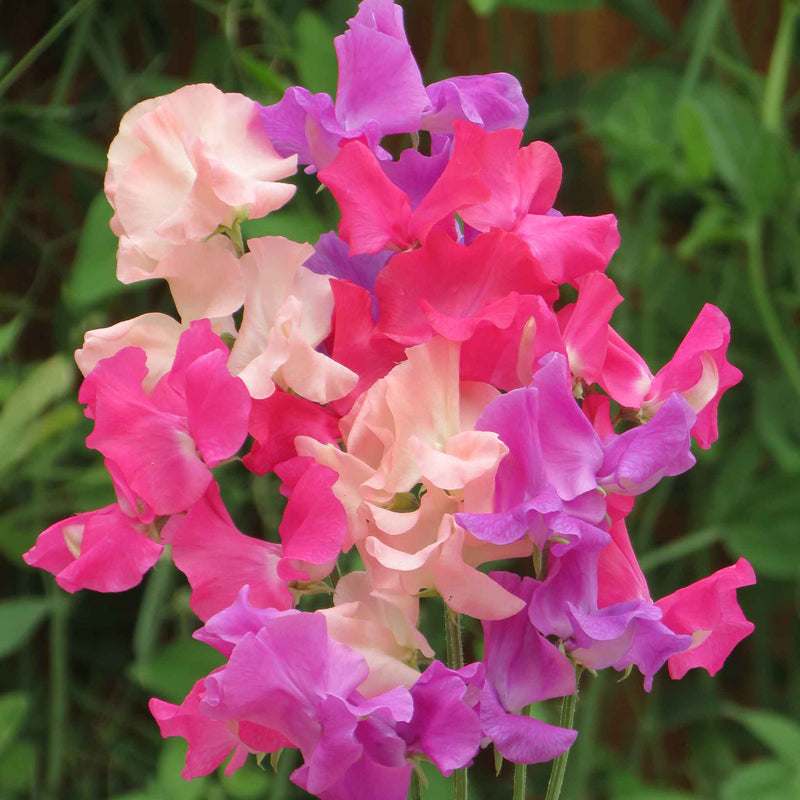 Sweet Pea Plant 'Pink Ladies'