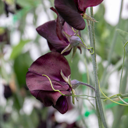 Sweet Pea Plant 'Almost Black'